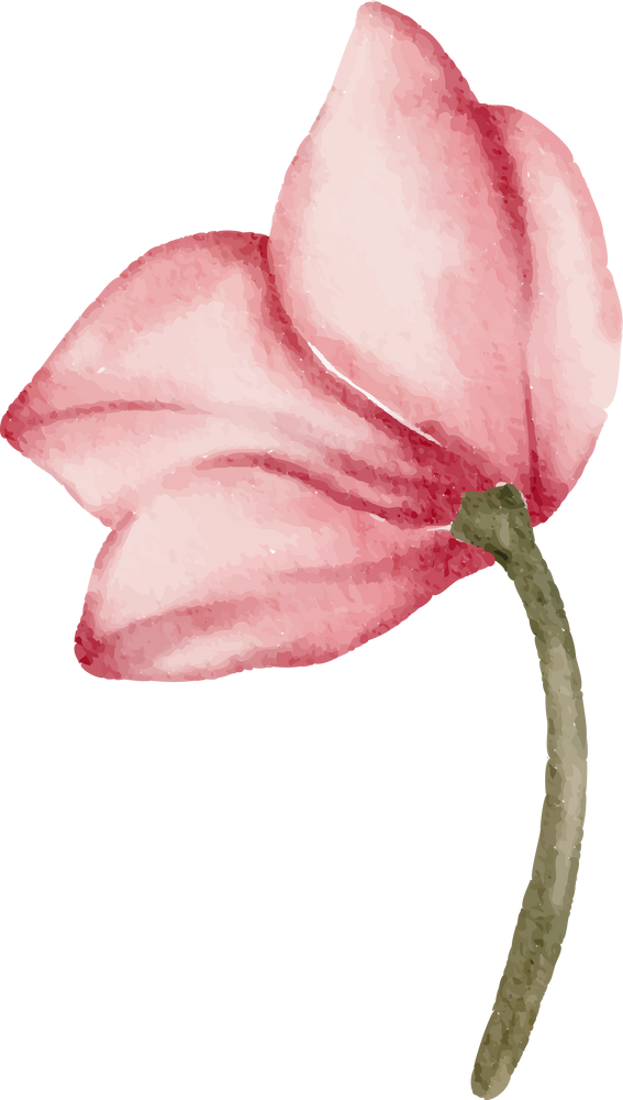 Pink Rose Flower in Water Color